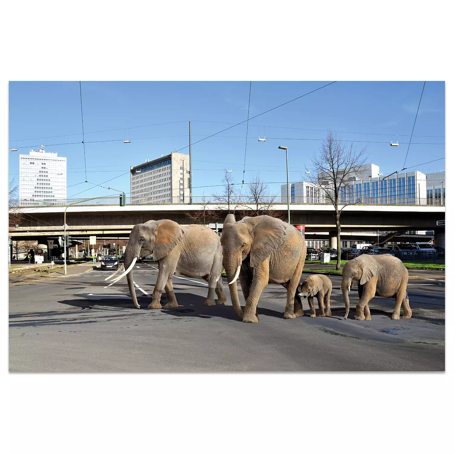 Ansichtskarte Düsseldorf "Elefanten"
